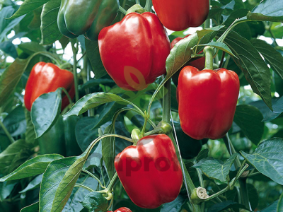 Перец Прокрафт F1,