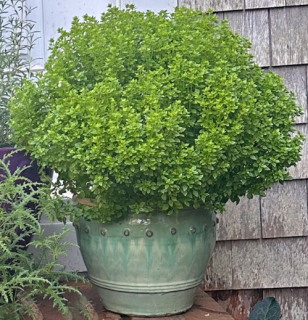 (п.ф.) Базилик декоративный Бонсай ,