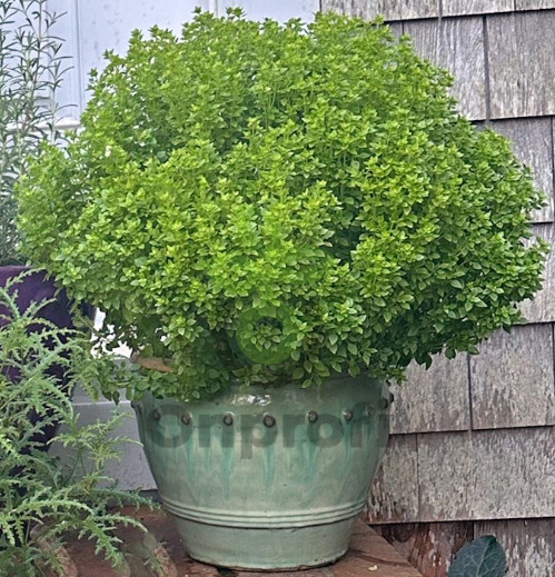 (п.ф.) Базилик декоративный Бонсай ,