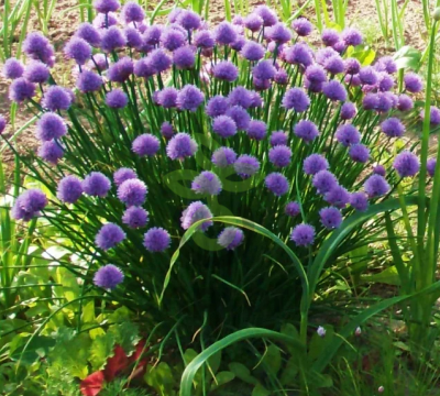 Лук шнитт Медонос, 0,5гр (фасовка)