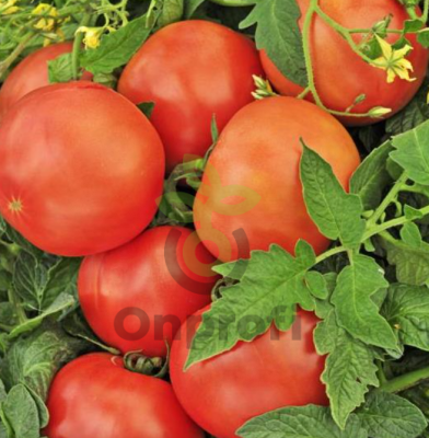 Томат Дикая роза, 0,5гр (фасовка)