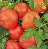Томат Дикая роза, 0,5гр (фасовка)
