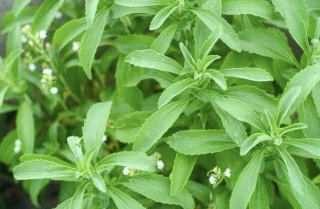 (м.ф.) Стевия Медовая травка, 7шт