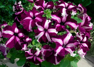 (п.ф.) Петуния Тритуния Парпл,