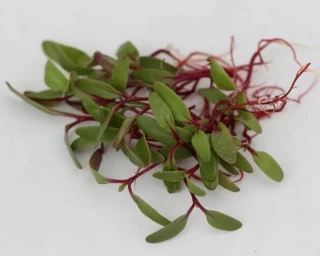 Микрозелень Свекла Татум, 10гр