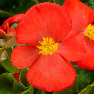 (п.ф.) Бегония Топхэт Скарлет, 100 шт (№6-223)