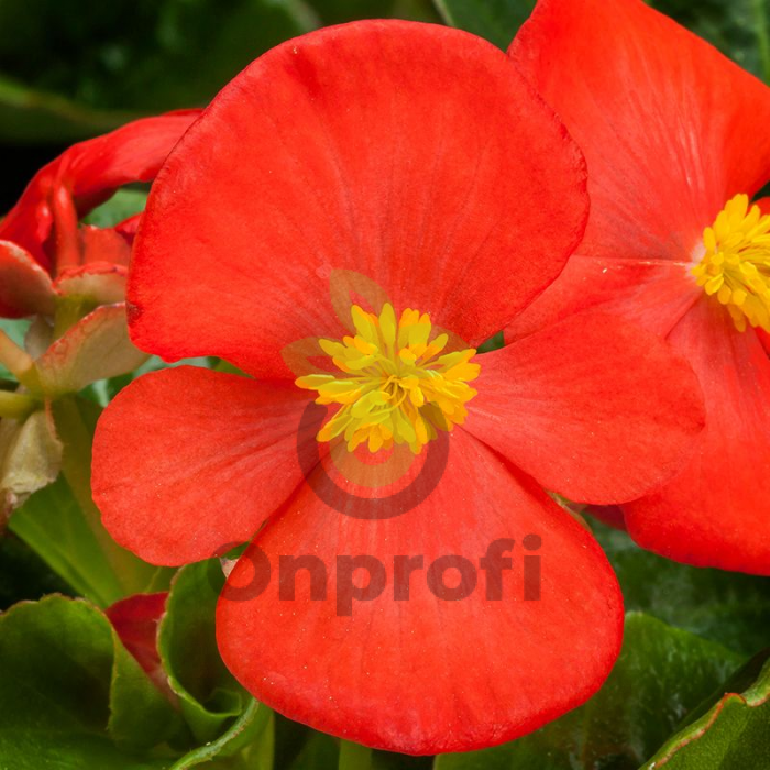 (п.ф.) Бегония Топхэт Скарлет, 100 шт (№6-223)