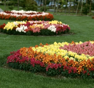 (п.ф.) Львиный зев Флорал Шауерс Дип Бронз, 1000 шт (№6-385)