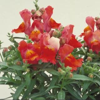 (п.ф.) Львиный зев Флорал Шауерс Дип Бронз, 1000 шт (№6-385)