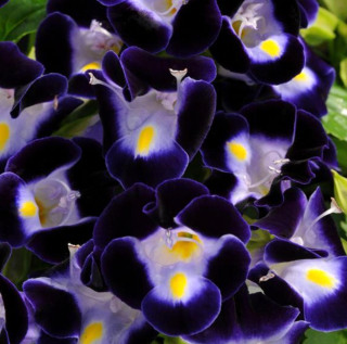 (п.ф.) Торения Кауай Дип Блю,