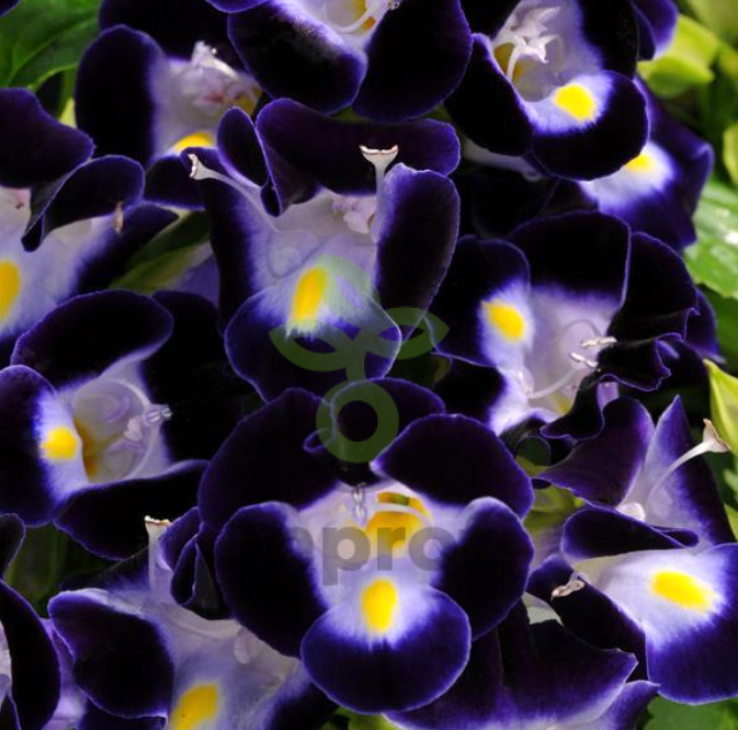 (п.ф.) Торения Кауай Дип Блю,