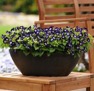 (п.ф.) Торения Кауай Дип Блю,