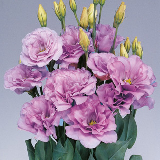 (п.ф.) Эустома Мариачи II Лавандер F1, 1000 драже (№12-57)