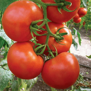 Томат Океан F1,