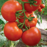 Томат Океан F1,