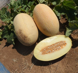 Дыня Дакаро F1,