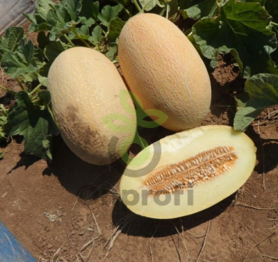 Дыня Дакаро F1,