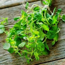 (п.ф.) Орегано ,