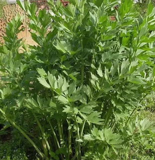 Любисток Удалец, 1гр (фасовка)