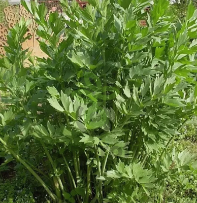 Любисток Удалец, 1гр (фасовка)