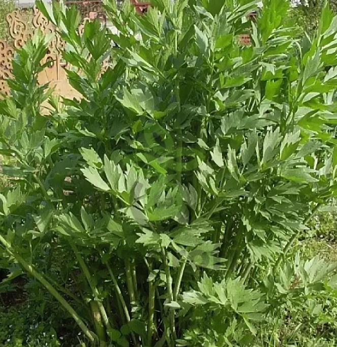 Любисток Удалец, 1гр (фасовка)