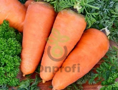 Морковь Шантанэ Королевская, 25гр (фасовка)