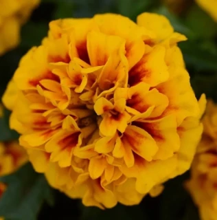 (п.ф.) Бархатцы Хот Пак Фаер, 1000 шт (№3-9)