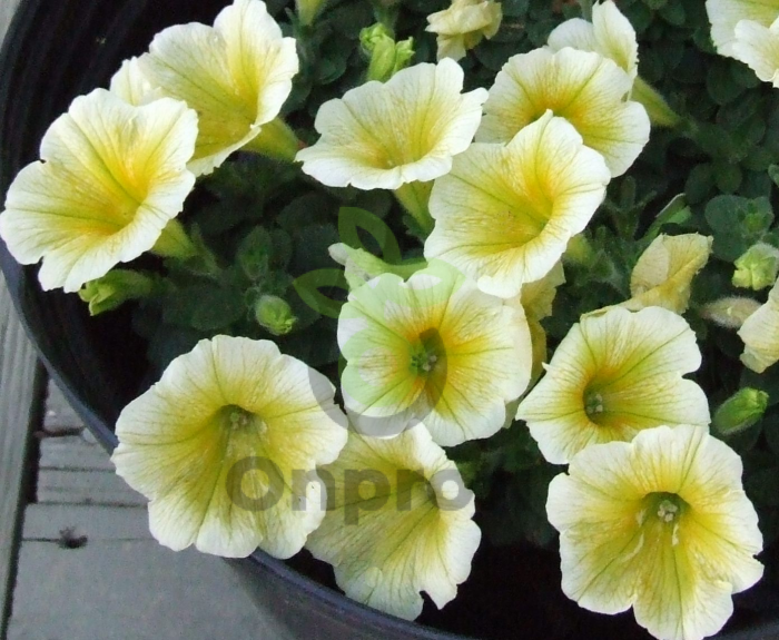 (п.ф.) Петуния Джоконда Лайм Еллоу,