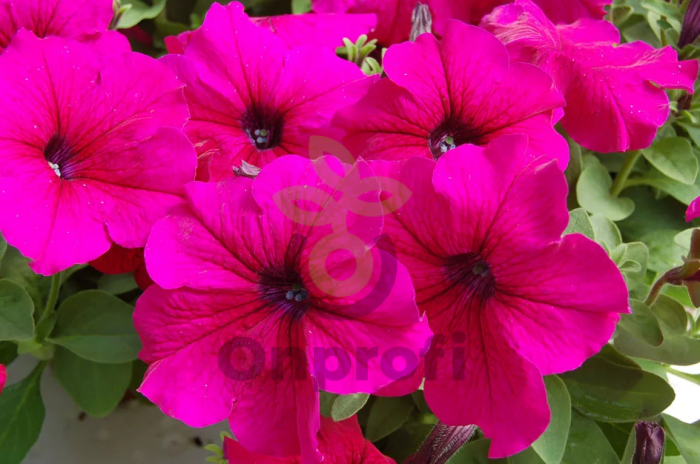 (п.ф.) Петуния Тритуния Роуз,