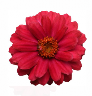 (п.ф.) Циния Дабл Захара Черри F1, 50 шт (№6-124)