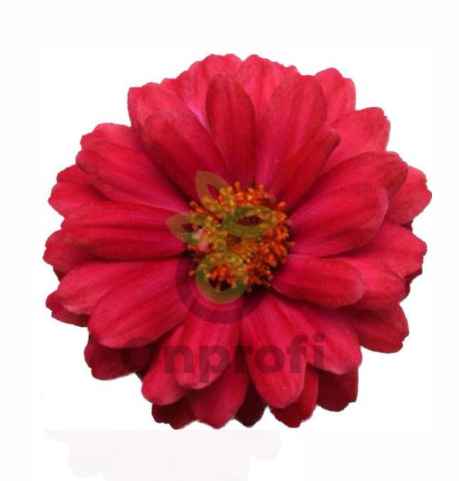 (п.ф.) Циния Дабл Захара Черри F1, 50 шт (№6-124)