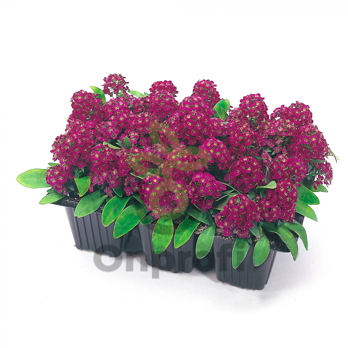 (п.ф.) Алиссум Эстер Боннет Виолет, 1000 шт (№6-188)