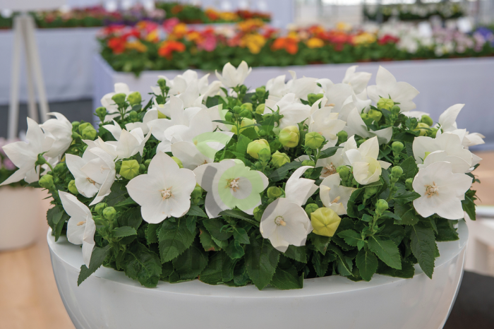 (п.ф.) Платикодон Астра Пюр Вайт F1,