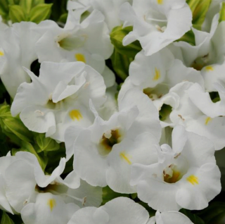 (п.ф.) Торения Кауай Вайт,