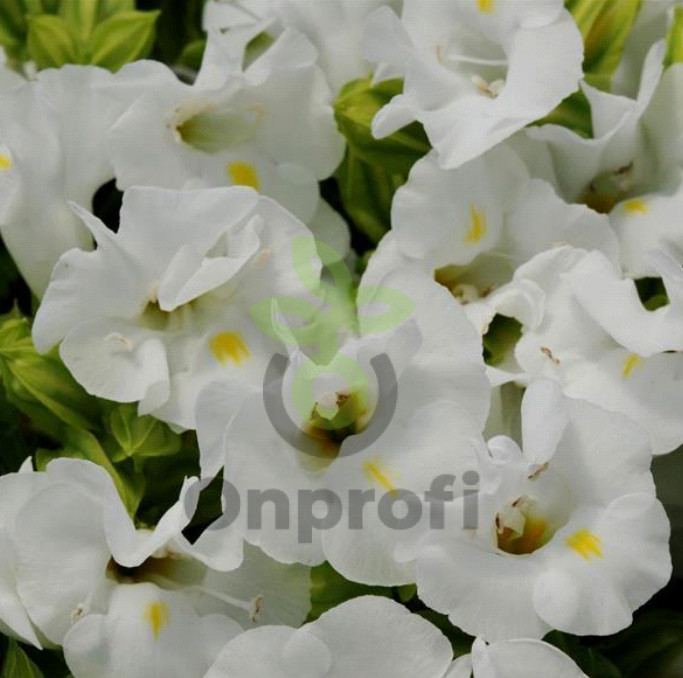 (п.ф.) Торения Кауай Вайт,