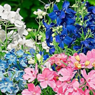 (п.ф.) Дельфиниум Саммер Колорс F1,