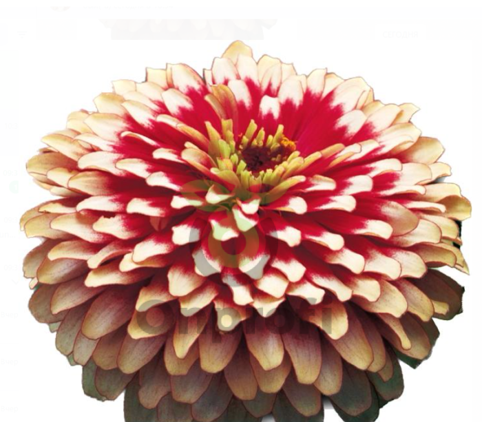 (п.ф.) Циния Свизл Черри Энд Айвори F1,