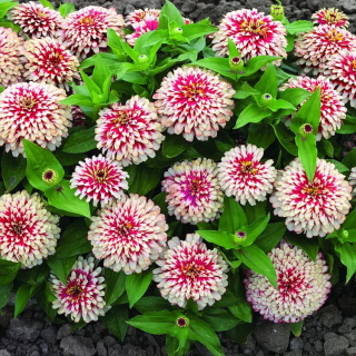 (п.ф.) Циния Свизл Черри Энд Айвори F1,