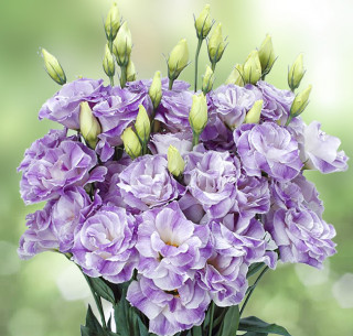 (п.ф.) Эустома Мариачи II Мисти Блю F1,