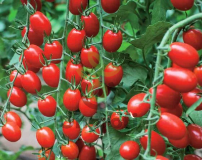 Томат черри B355 F1,