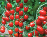Томат черри B355 F1,