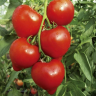 Томат Пламенный F1,