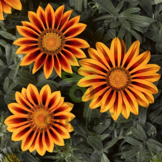 (п.ф.) Гацания Биг Кисс Оранж Флейм F1,