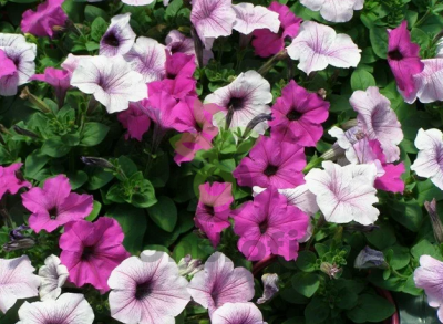 (п.ф.) Петуния Изи Вейв Плам Пуддинг Микс F1,