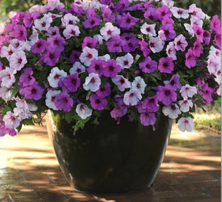 (п.ф.) Петуния Изи Вейв Плам Пуддинг Микс F1,