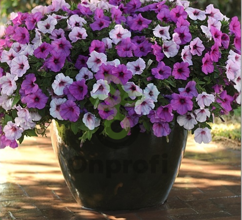 (п.ф.) Петуния Изи Вейв Плам Пуддинг Микс F1,