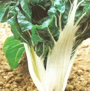 Мангольд Невеста,