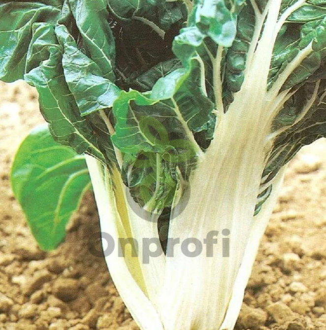 Мангольд Невеста,