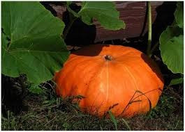 Тыква крупноплодная Парижская, 5гр (фасовка)