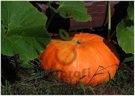 Тыква крупноплодная Парижская, 5гр (фасовка)